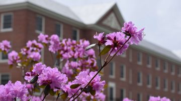 Purple spring flowers bloom outside of Estabrooke Hall.