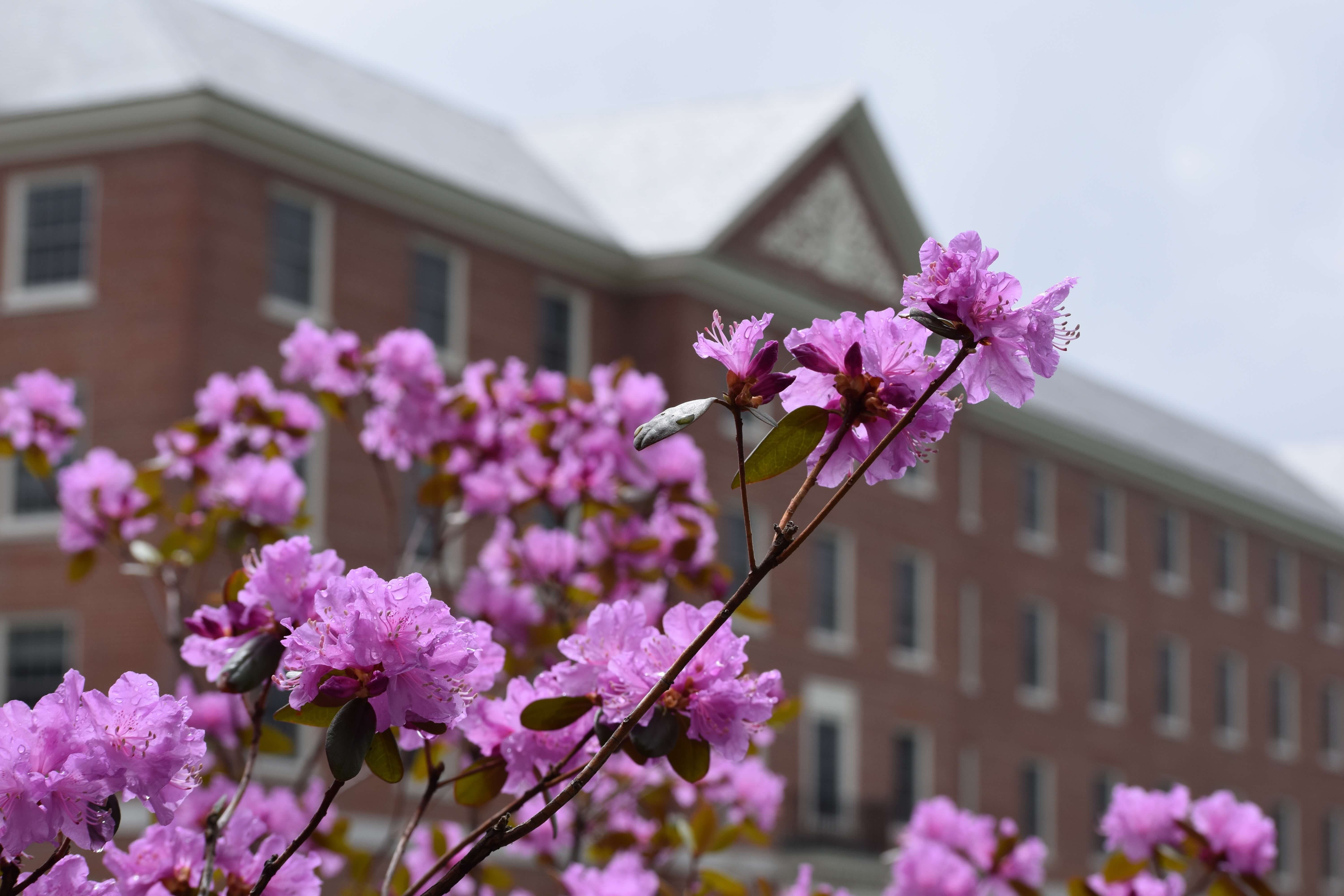 Purple spring flowers bloom outside of Estabrooke Hall.