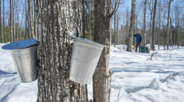 Maple Taps in the Woods - Sweet Spot