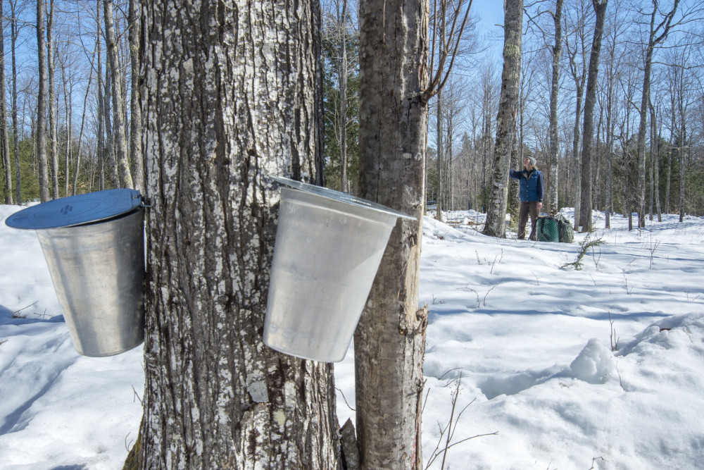 Maple Taps in the Woods - Sweet Spot