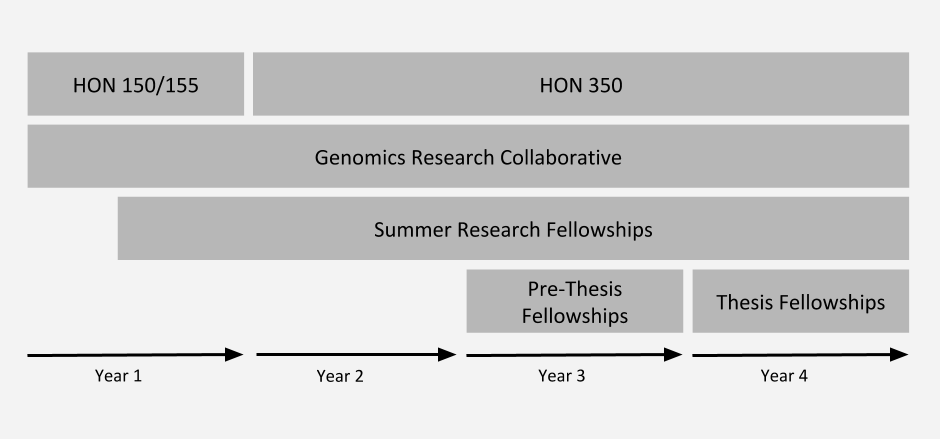 A graphic that shows when which INBRE courses and funding are able to be used by year in undergraduate career. Students can take HON150/155 in their first year, followed by HON350 in their 2nd, 3rd, or 4th year. Students can be involved in the Genomics Research Collaborative during any year. Students can apply for Summer Research Fellowships anytime after their first semester. Students can apply for Pre-Thesis Fellowships during their third year. Students can apply for Thesis fellowships during their 4th year. Please contact us for more information if needed.